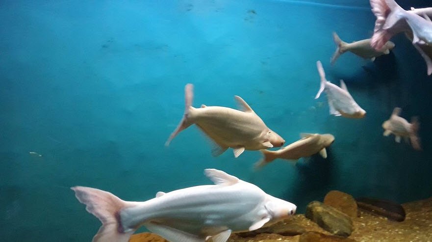 Lal Bagh aquarium